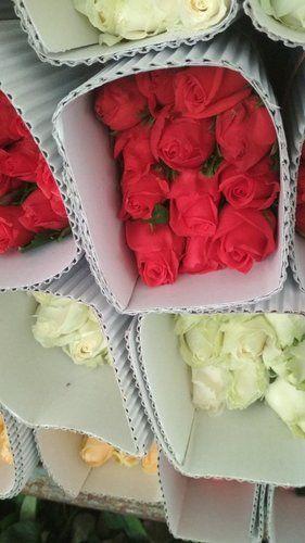 Fresh White And Red Rose Flowers For Decoration Purpose Size: Various Sizes Are Available
