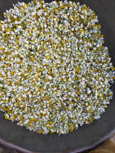 White Fresh German Chamomile Flowers With Light Breathable Fragrance