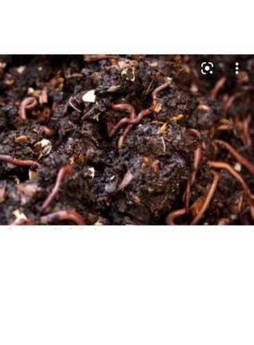 Brown Color Bio Grade Organic Vermi Compost Fertilizer  Storage: Dry Place