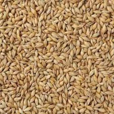 High In Protein Dried Organic Brown Barley Seeds