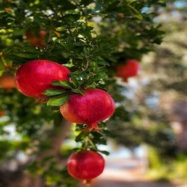 Juicy Rich Natural Taste Healthy Red Fresh Pomegranate Origin: India