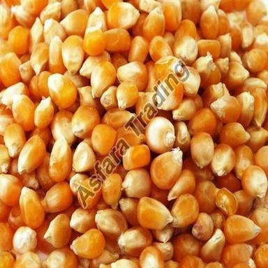 Nutritious Healthy Natural Rich In Taste Organic Yellow Corn Seeds Shelf Life: 1 Years