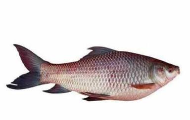Silver Frozen Catla Fish, Good For Health