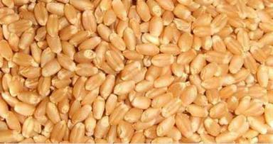 Gluten Free Sun Dried Golden Brown Organic Durum Wheat For Food Making Origin: India