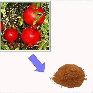 Herbal Product Organic Blood Purifier Dadima (Punica Granatum) Root Extract Dry Powder