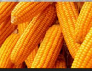 100% Pure High In Protein Easy To Cook Organically Grown Sweet Yellow Thornless Corn Maize Size: Standard
