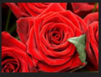 Natural Fresh Red Rose Flower Without Vase For Decoration Size: Standard