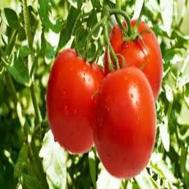Round & Oval Mild Flavor Rich In Vitamin Healthy Natural Taste Red Fresh Tomato