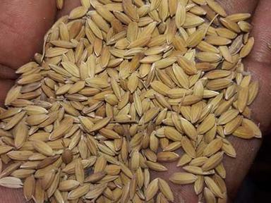 Yellow And White Paddy Rice Seeds With 12 Percent Moisture Admixture (%): 6.4%