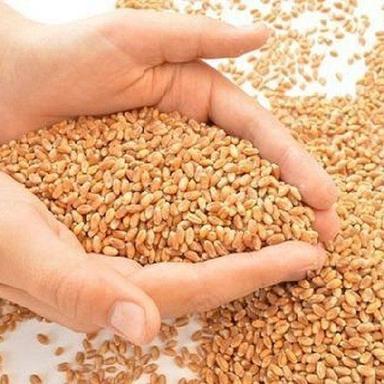 A Grade Milling Wheat