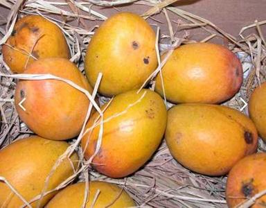 Yellow And Green Sweet Taste 100% Natural Fresh Organic Amrapali Mangoes Origin: India