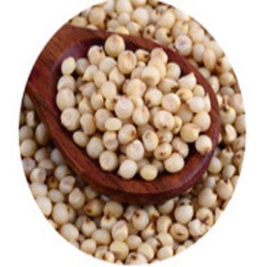 Common Purity 99 Percent Rich Natural Fine Taste Healthy Dried White Sorghum Seed