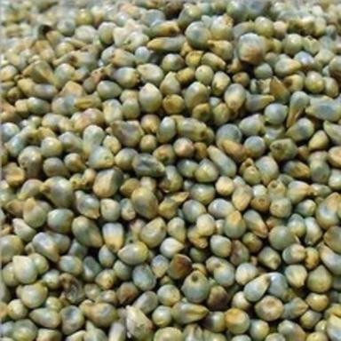 Common Moisture 14 Percent Non Glutinous Natural Taste Dried Green Millets Seed