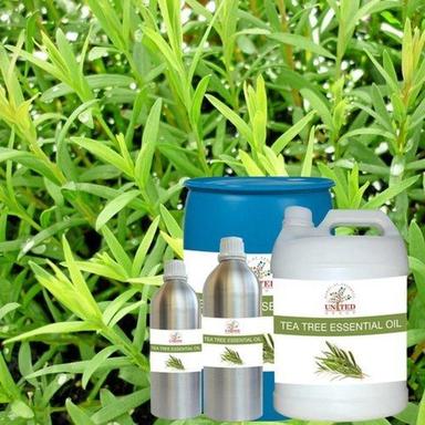 Antiseptic Green Tea Tree (Melaleuca Alternifolia) Essential Oil For Skin And Hair Care Age Group: Adults