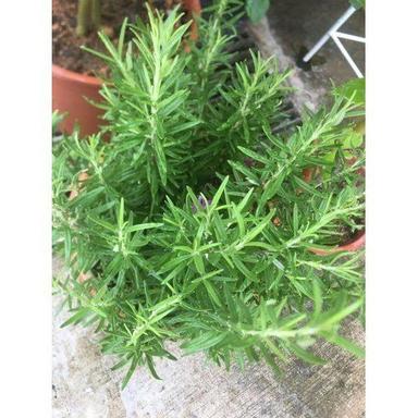 Rosemary Plant Extract Powder Cool And Dry Place