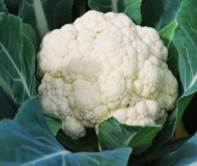 Rich Natural Taste Healthy Organic White And Green Fresh Cauliflower Shelf Life: 1 Week
