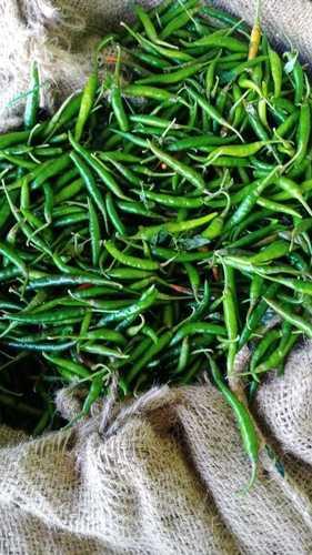 Elongated 100% Pure Fresh And Spicy Raw Green Chilies For Cooking And Pickles