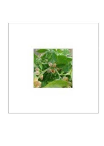 Herbal Free From Gmo Withania Somnifera Extract, Ashwagandha Extract Without Artificial Color And Flavor Shelf Life: 2 Years