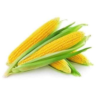 Magnesium 9 Percent Healthy Natural Rich Taste Organic Fresh Yellow Corn Shelf Life: 3-4 Months