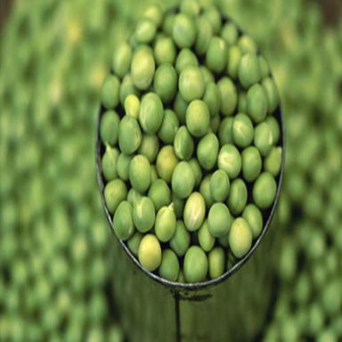 Stainless Steel Rich Delicious Healthy Natural Taste Fresh Green Peas