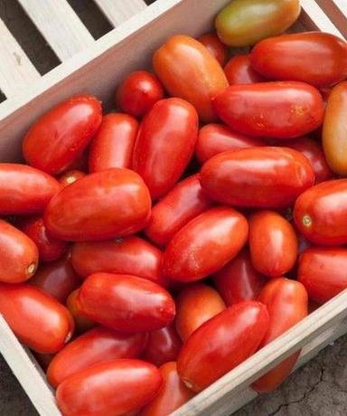 A Grade 100% Natural Pure And Fresh Organic Red Tomato Moisture (%): 60%