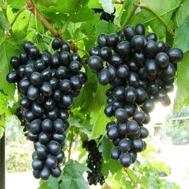 Maturity 100 Percent Pesticide Free Sweet Natural Taste Organic Fresh Black Grapes Origin: India