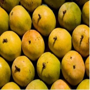 Bore Free No Artificial Flavour Sweet Delicious Taste Organic Yellow Fresh Mango Origin: India