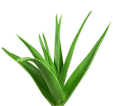Herbal Product Organic Steam Sterilized Aloe Vera Powder