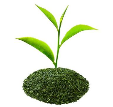 Organic Steam Sterilized Green Tea (Camellia Sinensis) Powder Purity(%): 99.99%