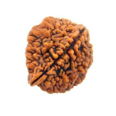 Wood 2 Mukhi Brown Color Rudraksha Beads