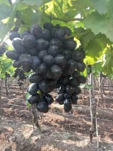 A Grade 100% Organic Farm Fresh Whole Sweet Black Grapes