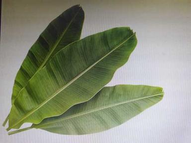 85 Percent Maturity Organic Green Banana Leaf For Food Serving Shelf Life: 1 Months