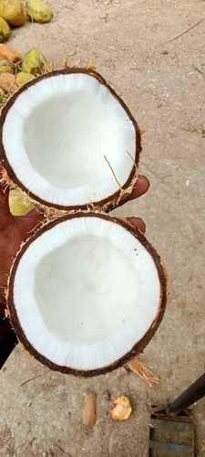 भोजन और नारियल तेल तैयार करने के लिए सामान्य पूरी तरह से भूसा हुआ साबुत नारियल 