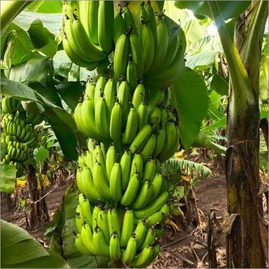 White Organic Green Banana Good In Taste, Healthy And Nutritious