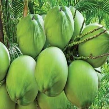 पानी से भरपूर स्वस्थ प्राकृतिक स्वाद हरा ताजा कोमल नारियल