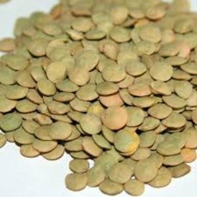 Easy To Cook Rich In Protein Healthy Natural Taste Dried Green Lentils Grain Size: Standard