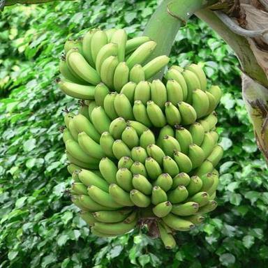 Nutritious Delicious Natural Taste Chemical Free Healthy Organic Fresh Green Banana Origin: India