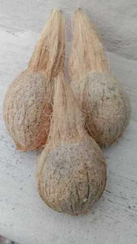 सामान्य खेत ताजा और प्राकृतिक मध्यम आकार का ताजा पीला नारियल 