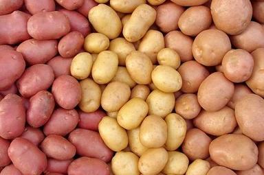 Excellent Taste Improves Health Elliptical Shape Russet Yukon Gold Potatoes Moisture (%): 63-83%