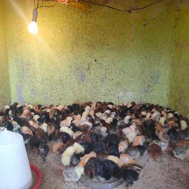 Chicken Poultry Farming Pure Sonali Breed Chicks For Meat And Egg Production