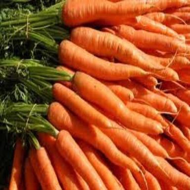 Long Chemical Free High Fiber Healthy Natural Rich Taste Orange Fresh Carrot