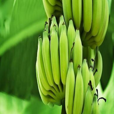 Absolutely Delicious Rich Natural Taste Chemical Free Healthy Green Fresh Banana Origin: India