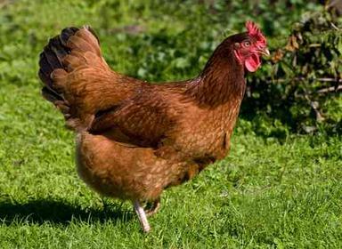 Brown Full Vaccinated Healthy Live Chicken For Poultry Farming