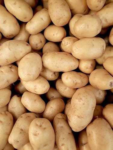 100% Pure Organic And Naturally Cultivated Farm Fresh Potato Moisture (%): 13-33%