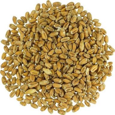 Brewmaster Gr396Em Malt Briess Raw White Wheat 5 Lb Milled Broken (%): 3%