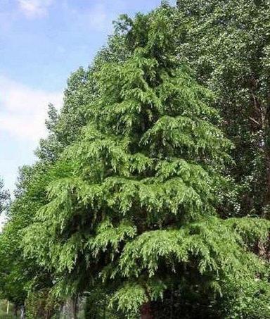 Cedarwood Steam Distilled Essential Oil For Flavor, Insecticide And Perfumery Age Group: Adults