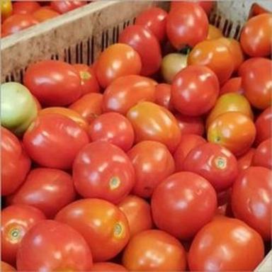 Medium Fresh And Natural Red Colour Apple Size Ripen Tomato
