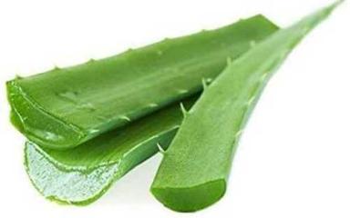 Green Colour Aloe Vera Leaf For Making Herbal Medicine, Skin Care, Juice  Recommended For: All