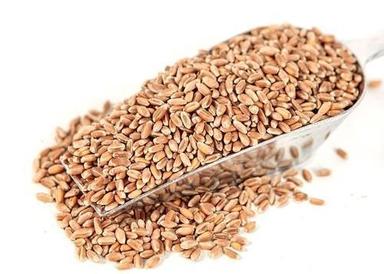 Dietary Fiber And Calcium Rich Pure Fresh And Organic Loose Wheat Broken (%): 3%