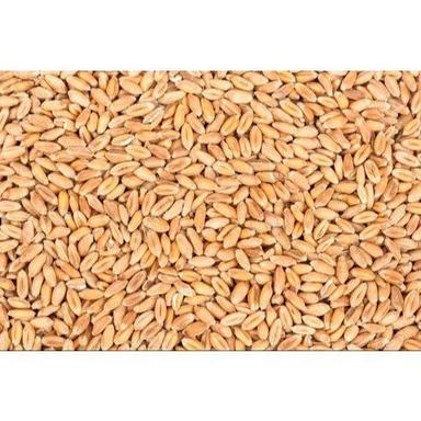 100% Natural And Organic 50Kg High In Protein Indian Brown Organic Wheat Broken (%): Broken (%)